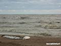 Kitesurfing Foto
